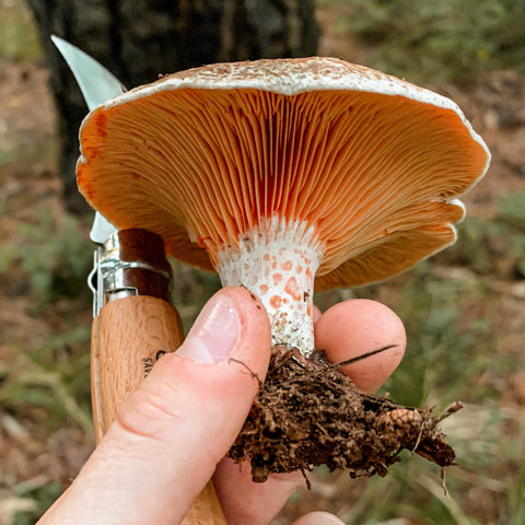 Tricholoma murrillianum – Mushrooms Up! Edible and Poisonous Species of  Coastal BC and the Pacific Northwest